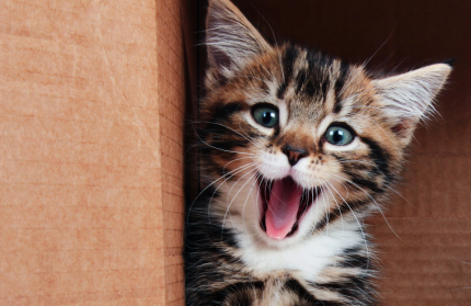 cat smiling iStock 000019087369XSmall